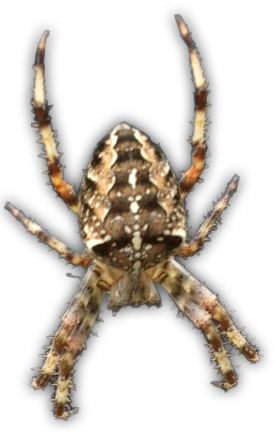 picture of spider